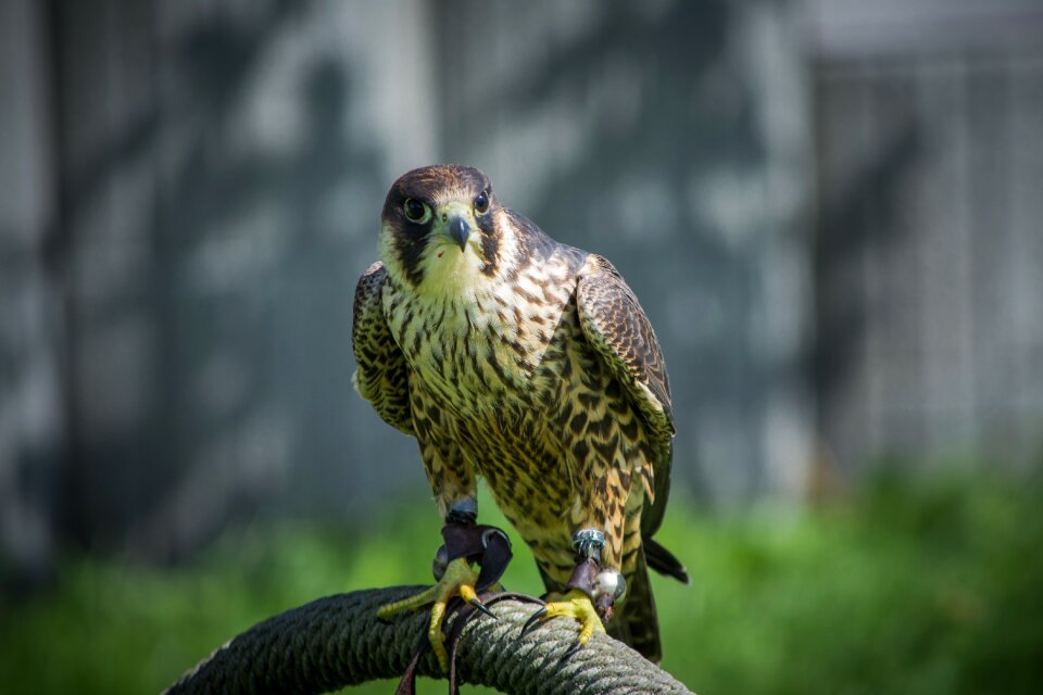 Hunting raptor bird of prey