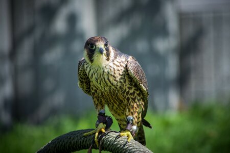 Hunting raptor bird of prey