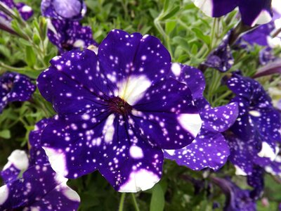 Blossom ornamental lilac flower