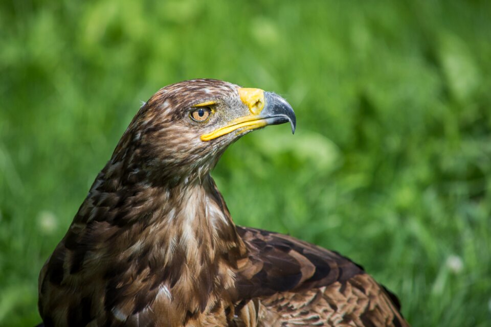 Bird bird of prey nature