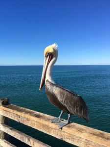Beach bird wildlife
