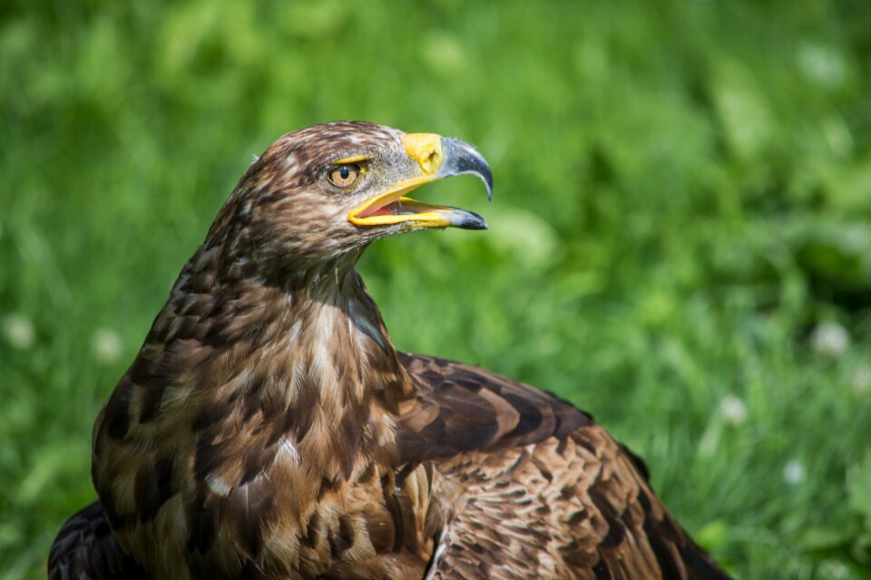 Bird bird of prey nature