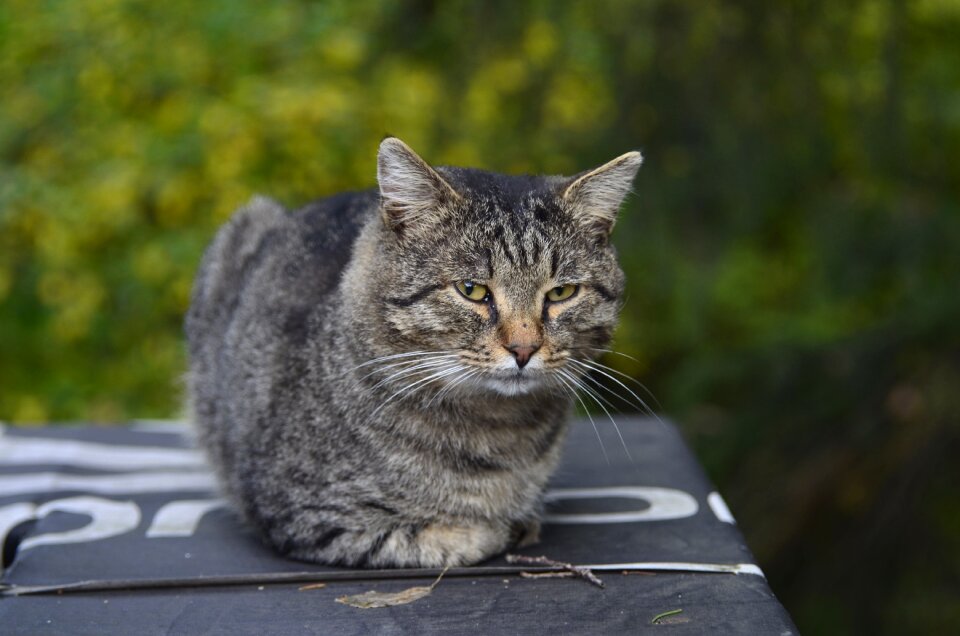 Cute cat outdoors