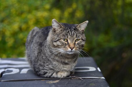 Cute cat outdoors photo