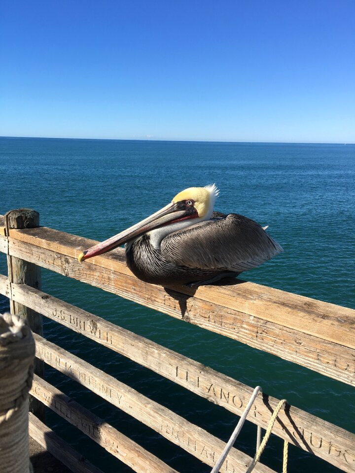 Beach bird wildlife