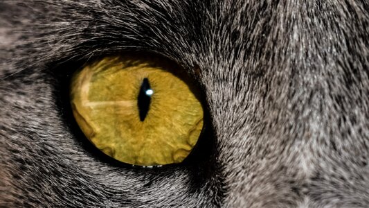 Feline animal watching