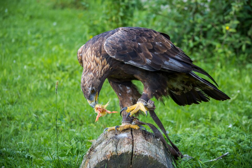 Bird bird of prey nature