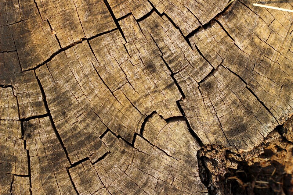 Nature background texture background wood texture