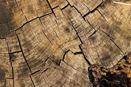 Nature background texture background wood texture photo