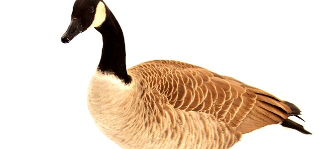 Winter animal world head