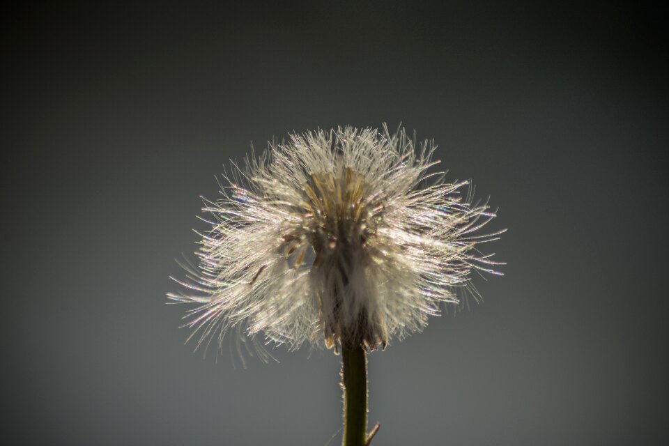Flowers close up nature