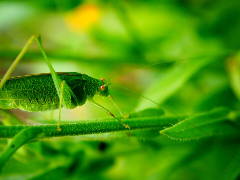 Close up insect camouflage photo