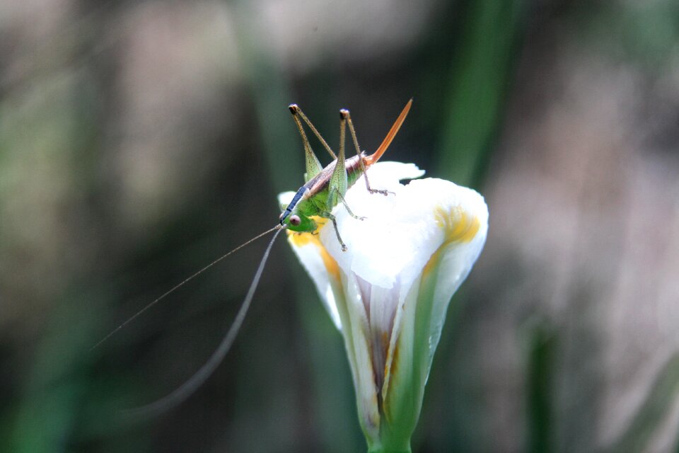 Leaf plant grasshopper