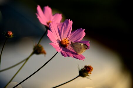 Flowers fall flowers autumn