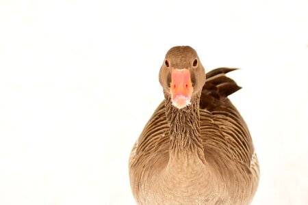 Winter animal world head