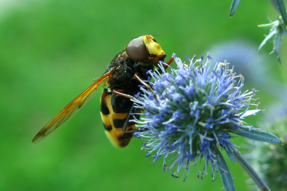 Hummel floating fly insect nature