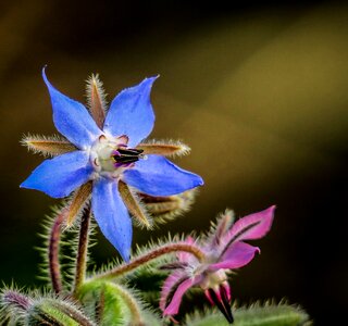 Outdoor wild close-up