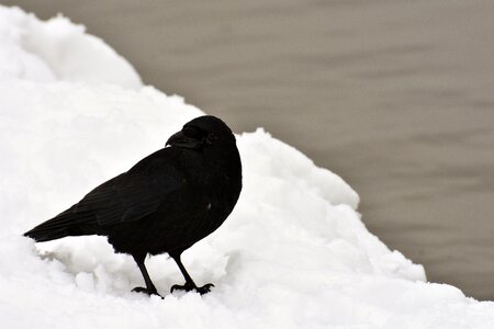 Snow winter bird photo