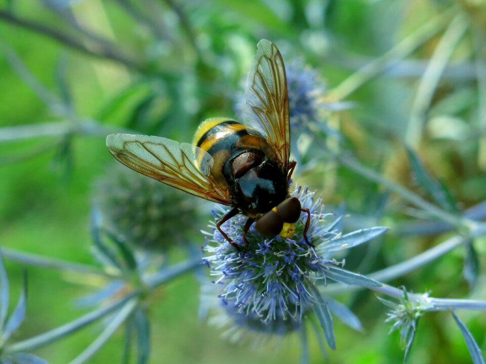 Hummel floating fly insect nature
