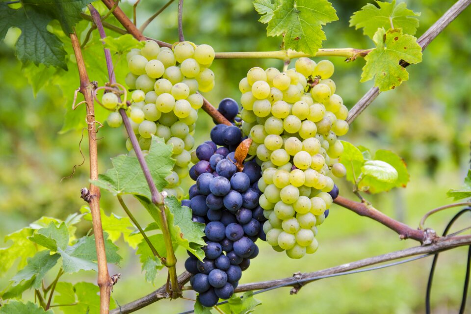 Riesling pinot noir blue burgundy