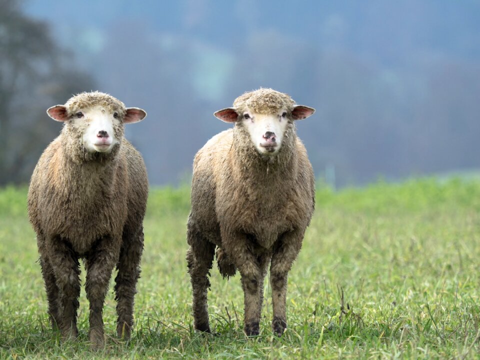 Wool nature meadow photo