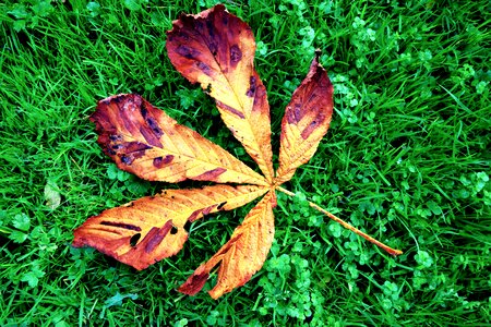 Grass autumn fallen leaf photo