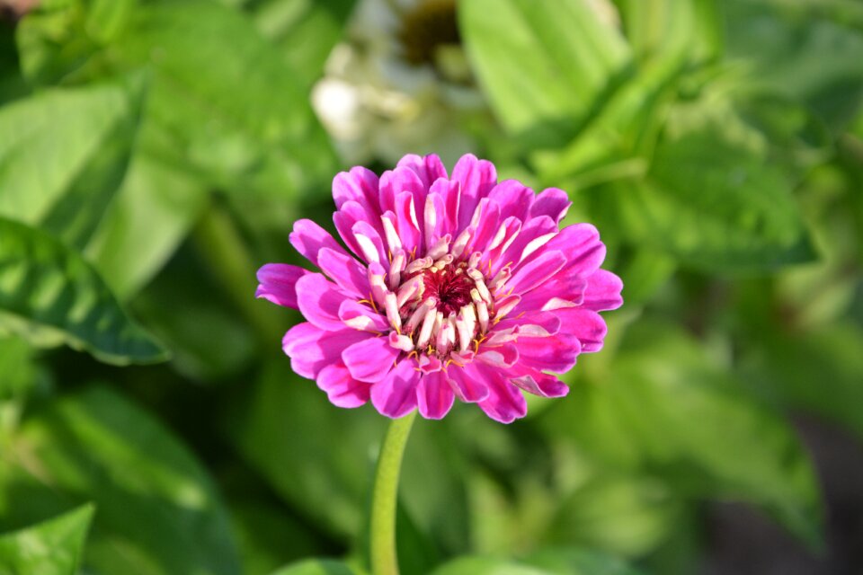 Rose petals nature flowering photo