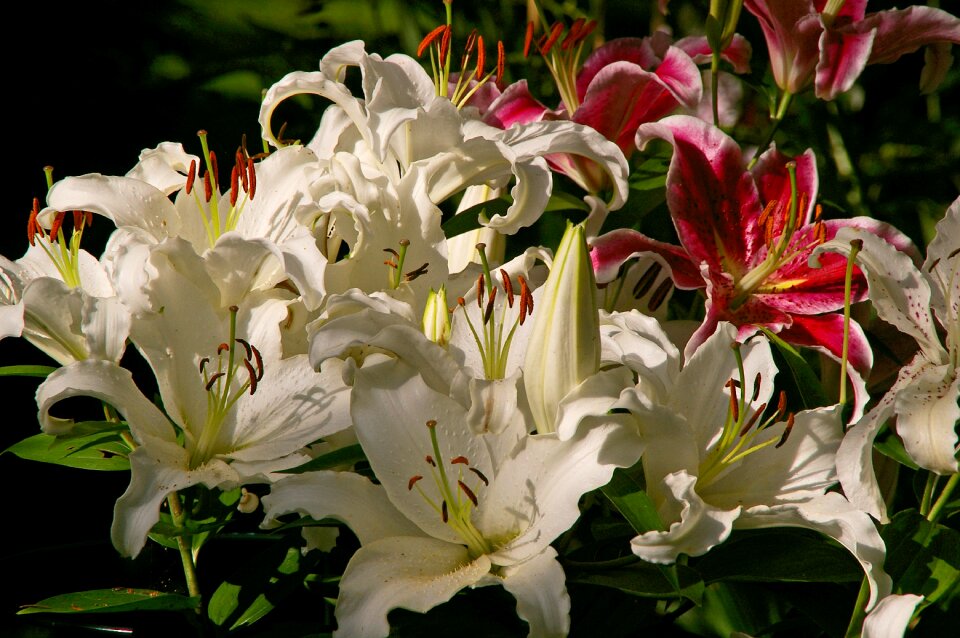 Flower stamp plant nature