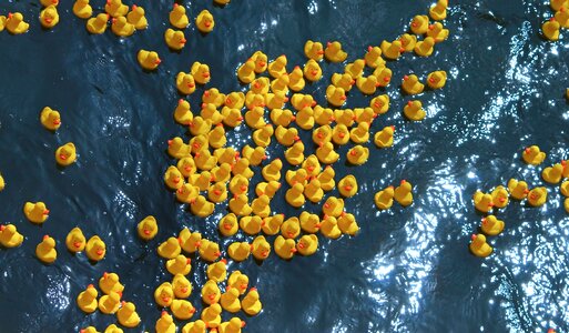 Plastic ducks duck race competition