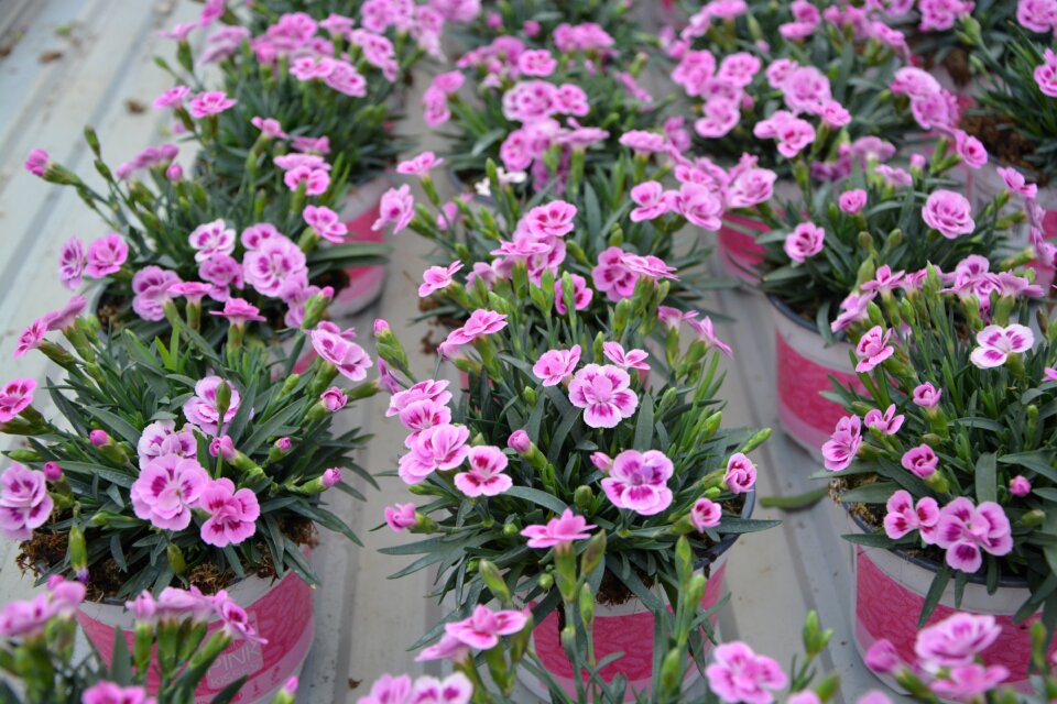 Floral nature fulfillment