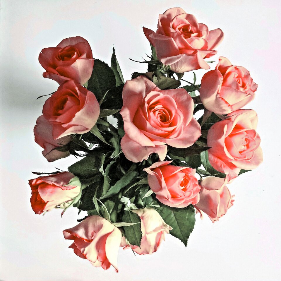 Noble roses dusky pink gift