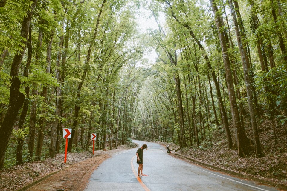 Nature forest road