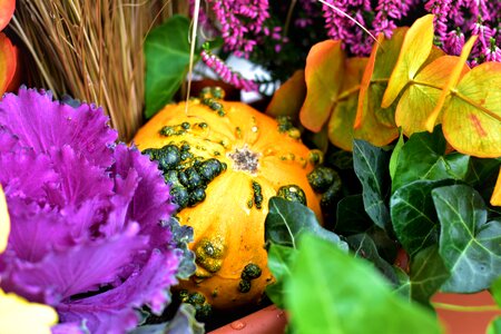 Cabbage ornamental colors photo