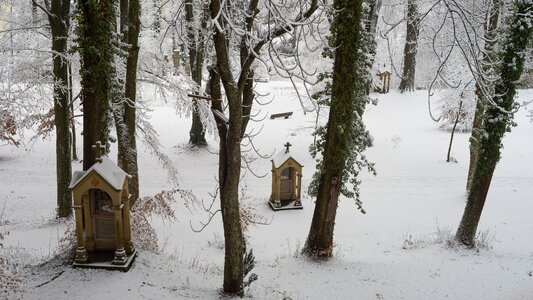 Wood winter wintry