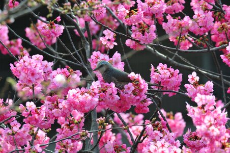 Petal cherry blossoms bird photo