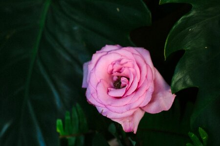 Plant rose pink photo