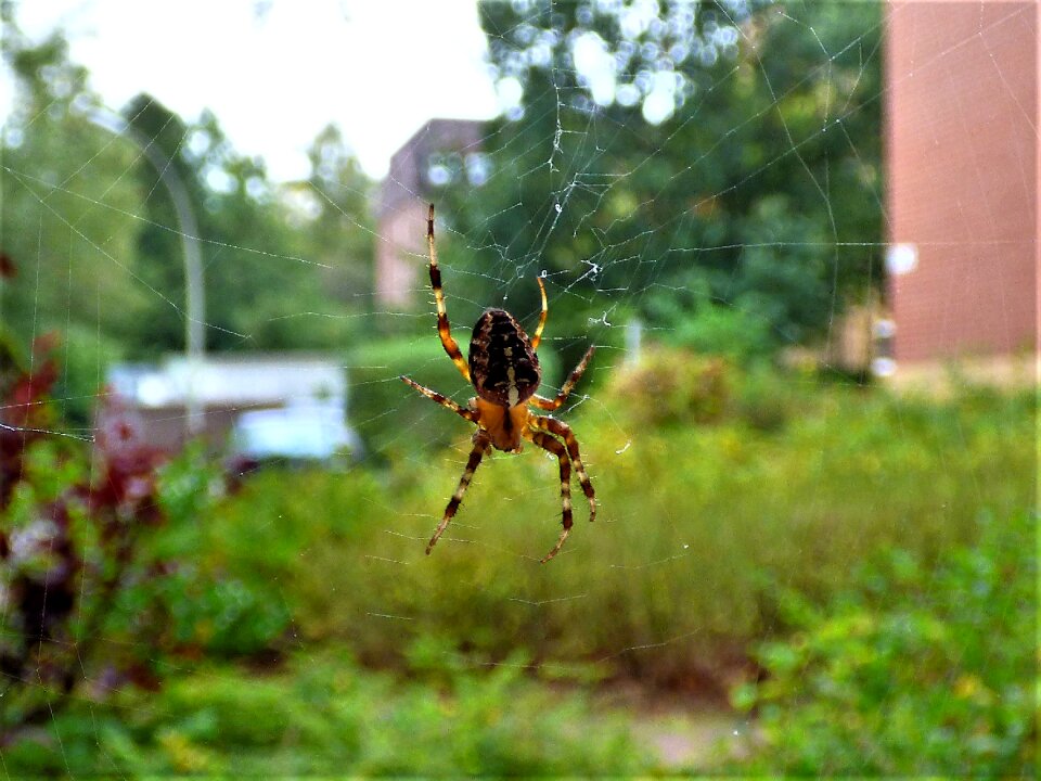 Close up cobweb arachnid