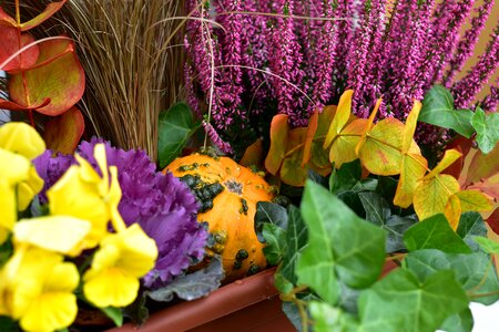 Cabbage ornamental colors