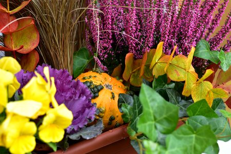 Cabbage ornamental colors photo