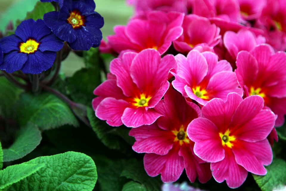 Garden blooming petal