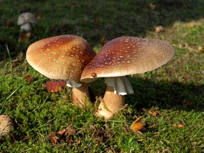 Boletus natural autumn