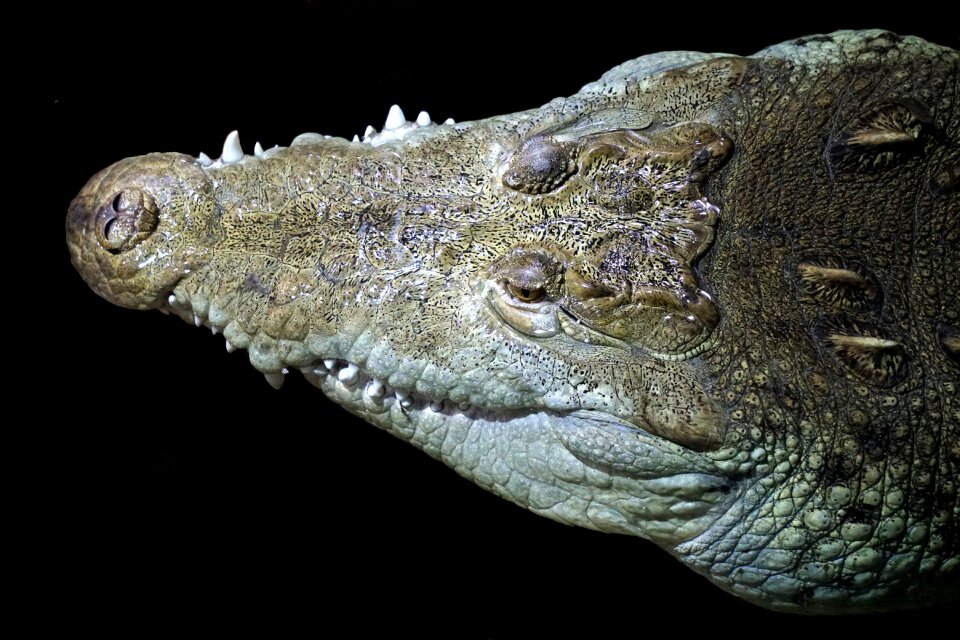 Tooth reptile portrait
