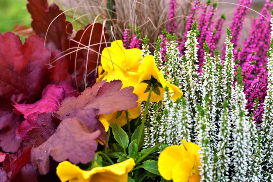 Pansy ornamental colors