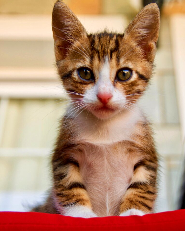 Cat kitten Free photos