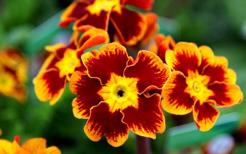 Nature floral petal photo