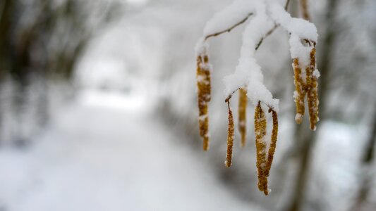 Nature frozen cold photo