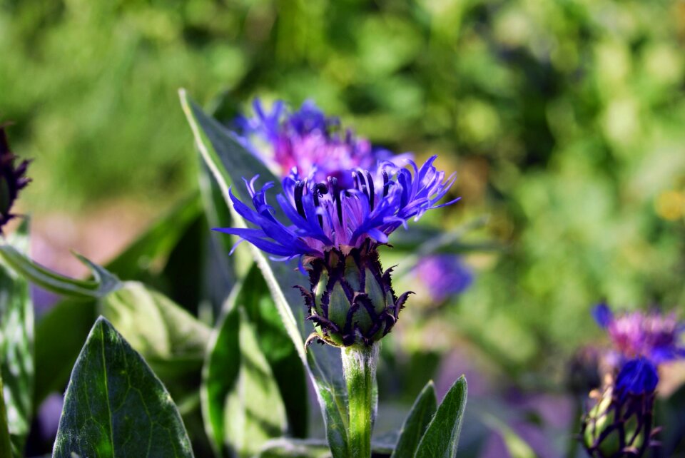Nature cornflower macro