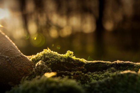 Cold winter green