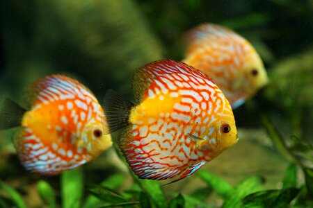 Colorful fish freshwater fish