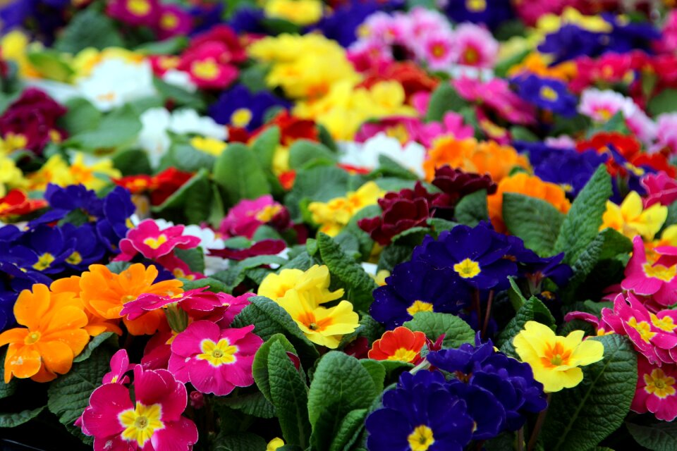 Garden floral primrose